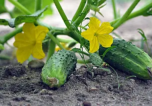 Только теплой водой и не в жару: поливаем огурцы правильно