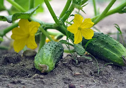 Огурцы стали желтеть и хуже завязываться: исправляем ситуацию