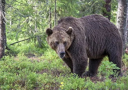 Почему в Беларуси хотят разрешить охоту на медведей и рысей: комментарий Минприроды