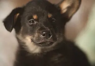 Собака Джесика, кошка без клички и щенок Пупс: кто ищет хозяина в Могилеве