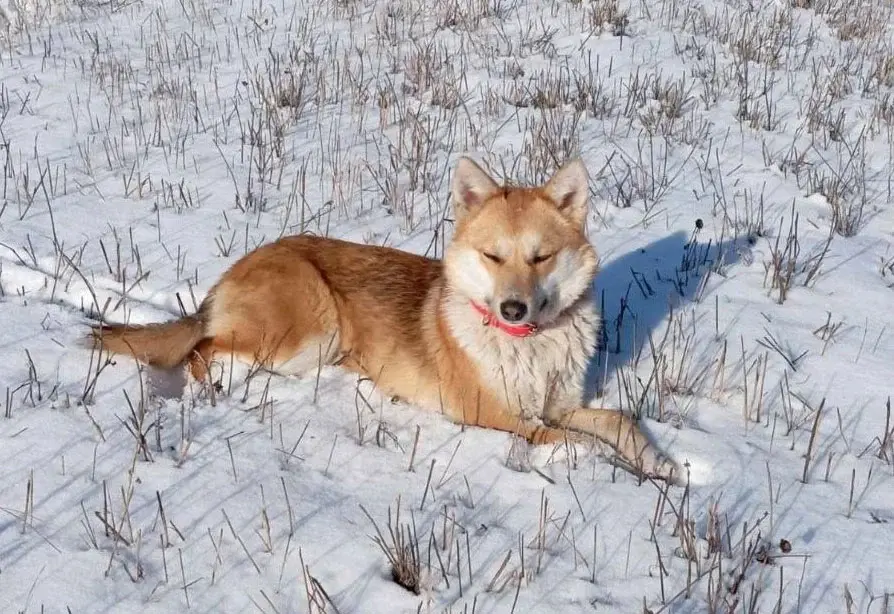 Собака Джесси.