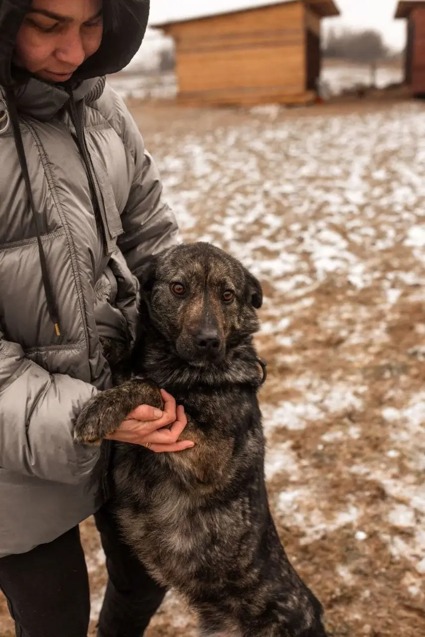 Молодой песик Арни.