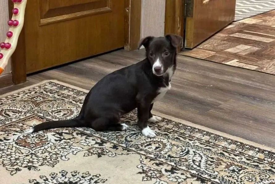 Щенок-девочка.