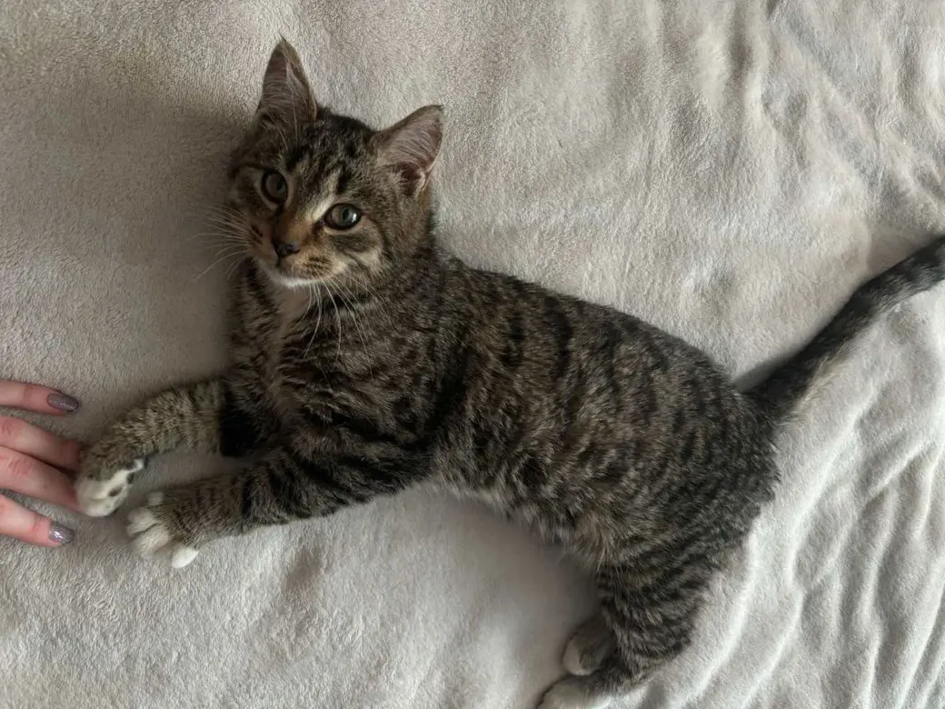 Кошечка без клички.