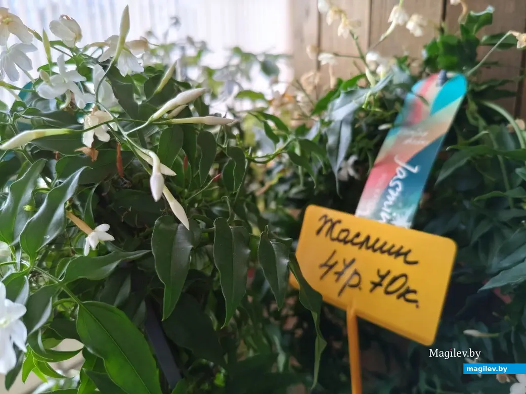 27 февраля 2025 года. Могилев. Магазин «Мир цветов» на Первомайской улице.