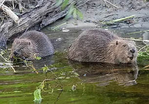 Бобры вернулись в Лондон спустя 400 лет и спасли от наводнения станцию метро