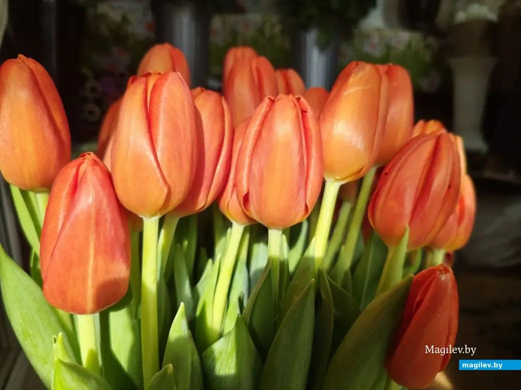 27 февраля 2025 года. Могилев. Минский (Центральный) рынок. Тюльпаны.