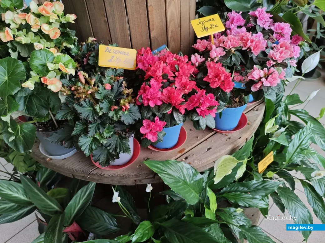 27 февраля 2025 года. Могилев. Магазин «Мир цветов» на Первомайской улице.