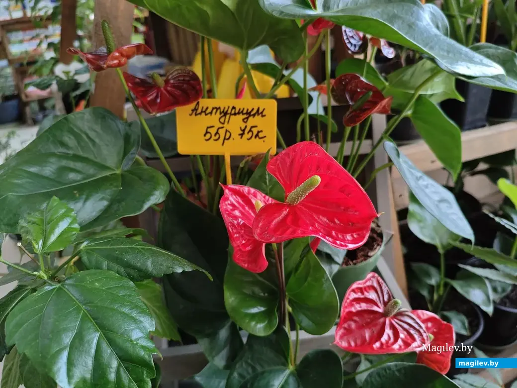 27 февраля 2025 года. Могилев. Магазин «Мир цветов» на Первомайской улице.