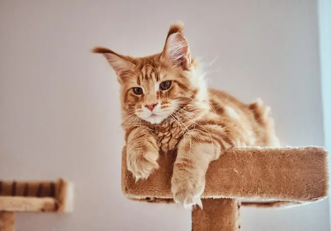 Не котенок, а целый конь: вся правда о породе «мейн-кун», которую скрывают хозяева гигантских кошек