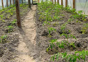 Март: чем заняться садоводу-огороднику, чтобы быть с урожаем?