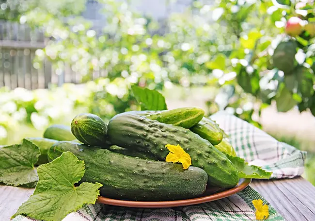 Сажайте огурцы в бутыли с рыбой: урожая хватит на всю деревню