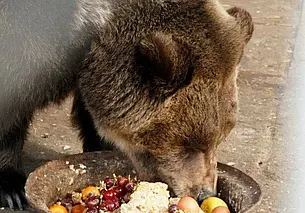 В Могилевском зоосаде проснулся медведь Федор: значит, весна будет ранней