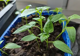 Быстрый способ проращивания семян – с ним минимум хлопот