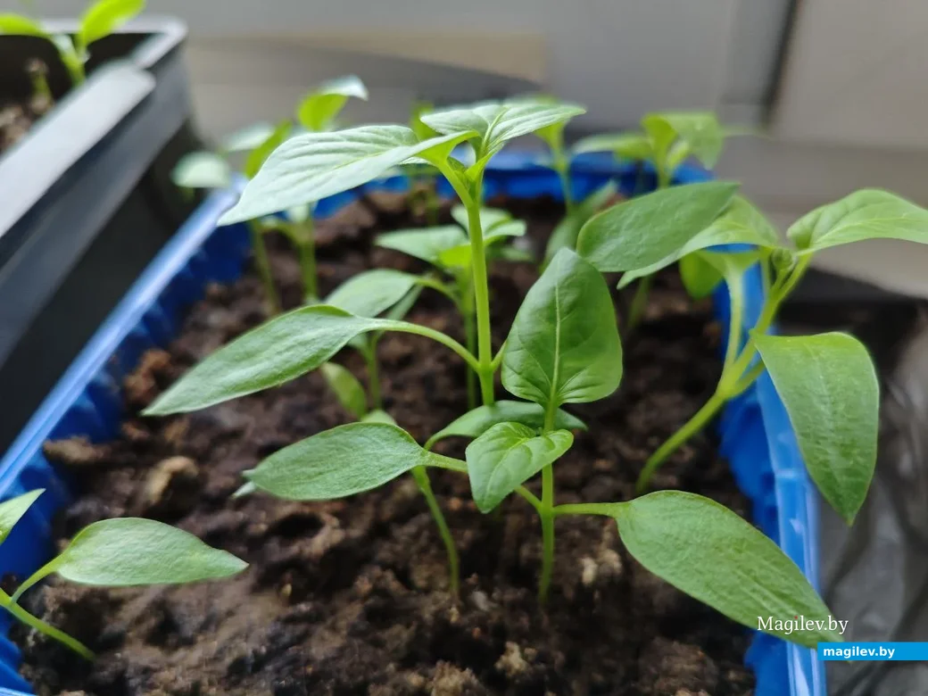 Рассада перца. Фото Галины Покровской.