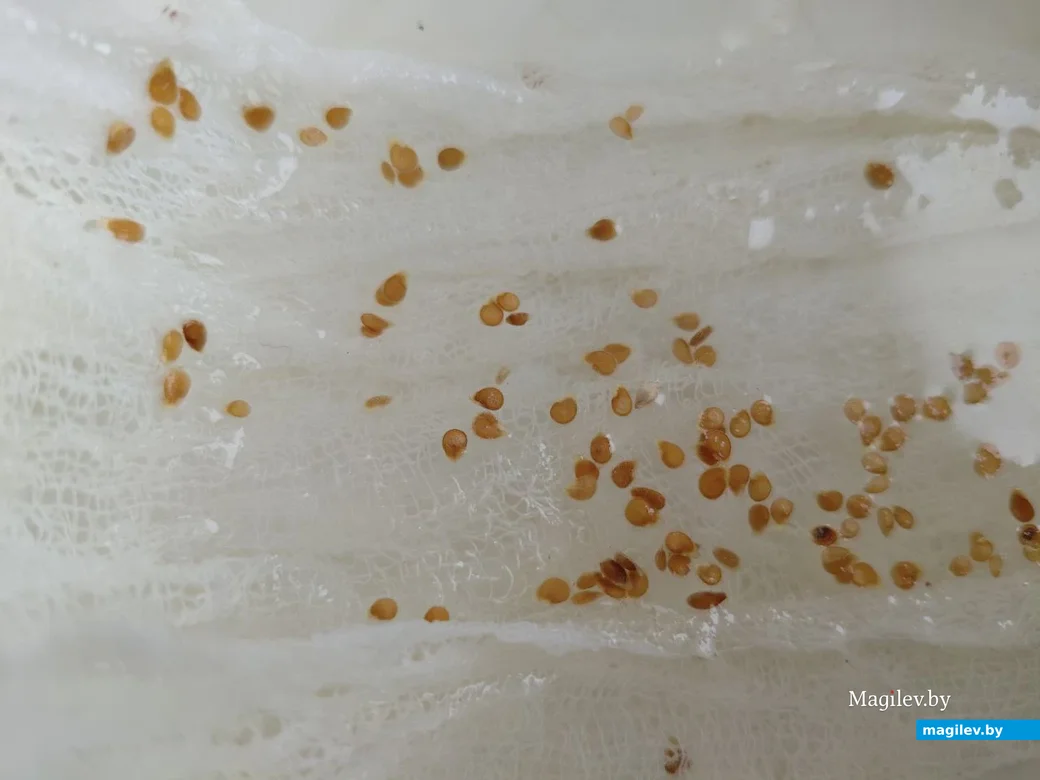 Замоченные семена томатов. Фото Галины Покровской.