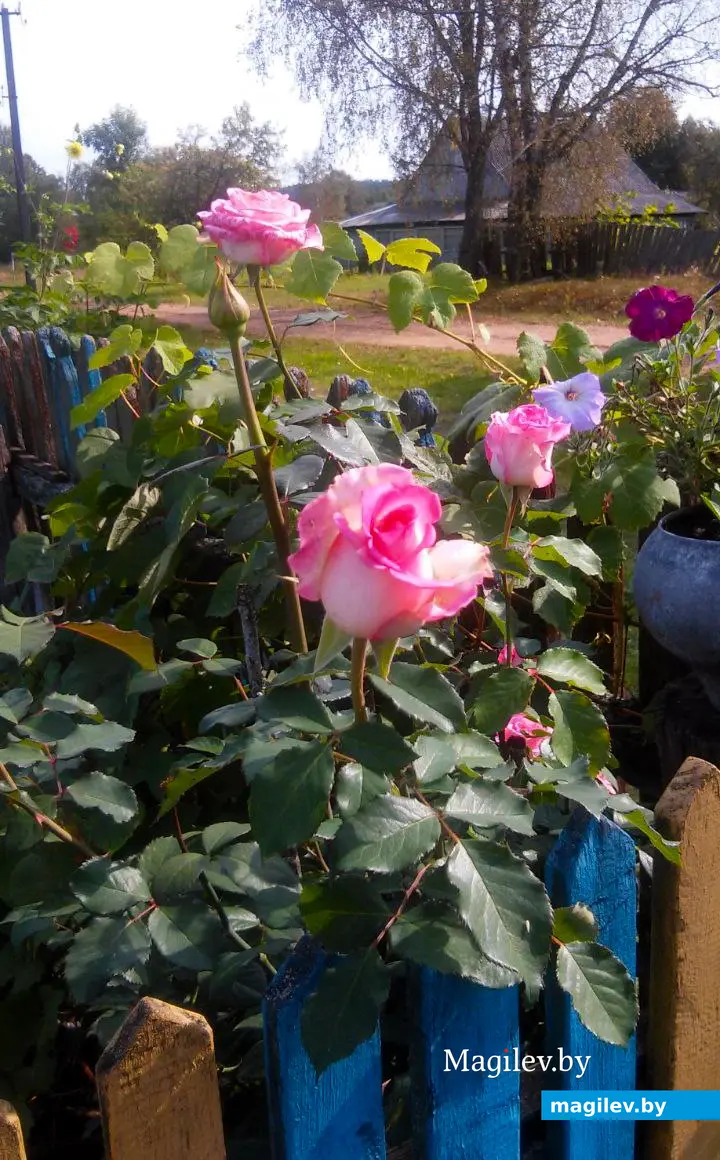 Цветущий куст роз.