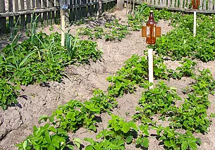 7 способов узнать кислотность почвы огорода в домашних условиях