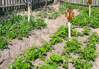 7 способов узнать кислотность почвы огорода в домашних условиях