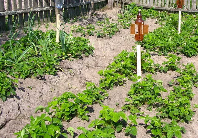 7 способов узнать кислотность почвы огорода в домашних условиях