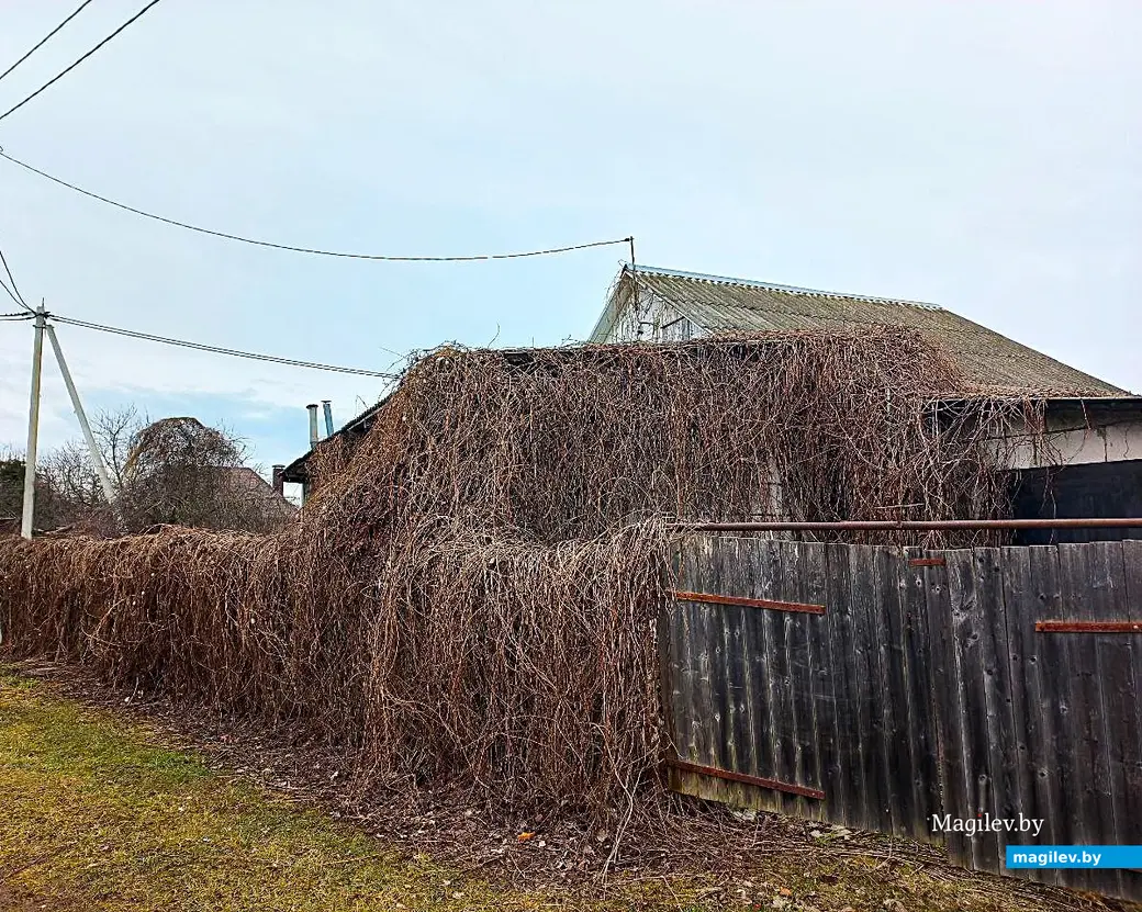 05.03.2025, Могилев, Струшня.