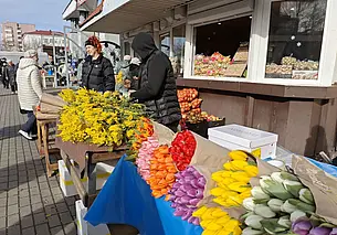 Тюльпаномания в Могилеве началась. Фоторепортаж