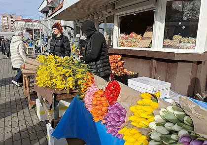 Тюльпаномания в Могилеве началась. Фоторепортаж