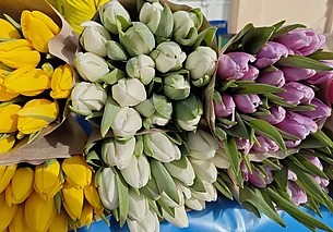 7 тысяч тюльпанов для любимых: как в Могилев готовятся к 8 марта и каким будет ценник на цветы