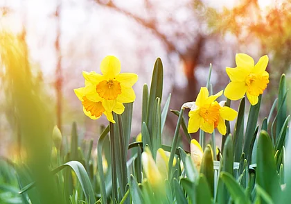 До 18 градусов тепла и порывистый ветер: какой будет погода 7 марта