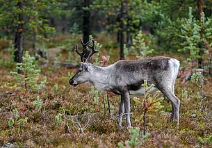 С участием диких животных 569 ДТП зафиксировано в Могилевской области в 2024 году