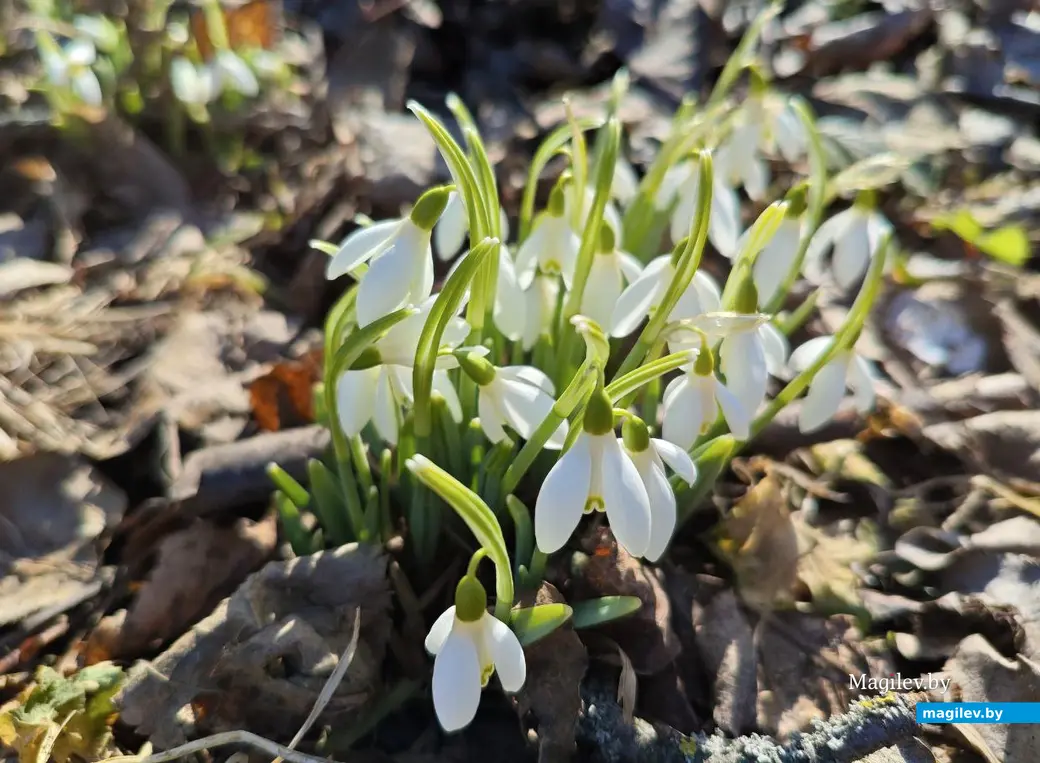 Март 2025 года. Могилев. Весна.