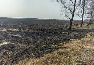 В Бобруйском районе подростки подожгли траву: они тушили огонь куртками и кока-колой