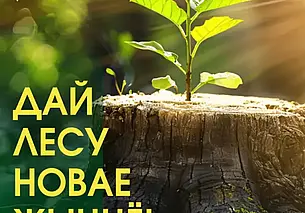 Акция «Дай лесу новае жыццё!» стартует в Беларуси 21 марта
