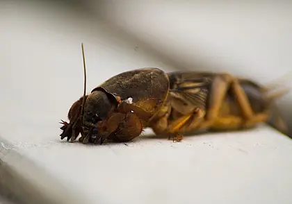 Март-апрель – самое время: простой и действенный способ избавления от медведки