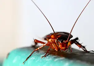 Команда ученых из Японии и Индонезии вывела тараканов-киборгов для спасательных операций