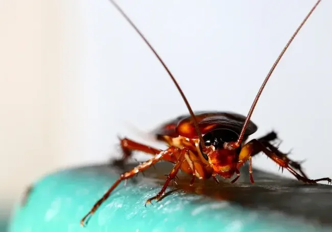 Команда ученых из Японии и Индонезии вывела тараканов-киборгов для спасательных операций