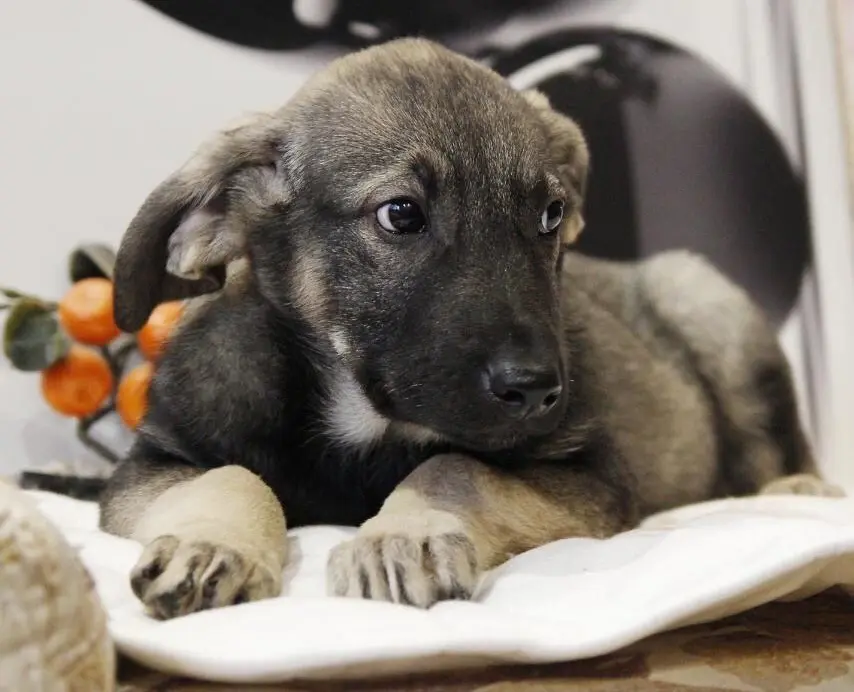 Трогательная собачка.