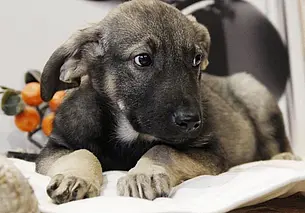 Пес Вист, щенок Луна и котенок Рыжик: кто ищет хозяина в Могилеве