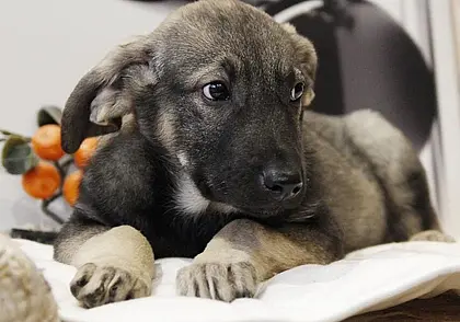 Пес Вист, щенок Луна и котенок Рыжик: кто ищет хозяина в Могилеве