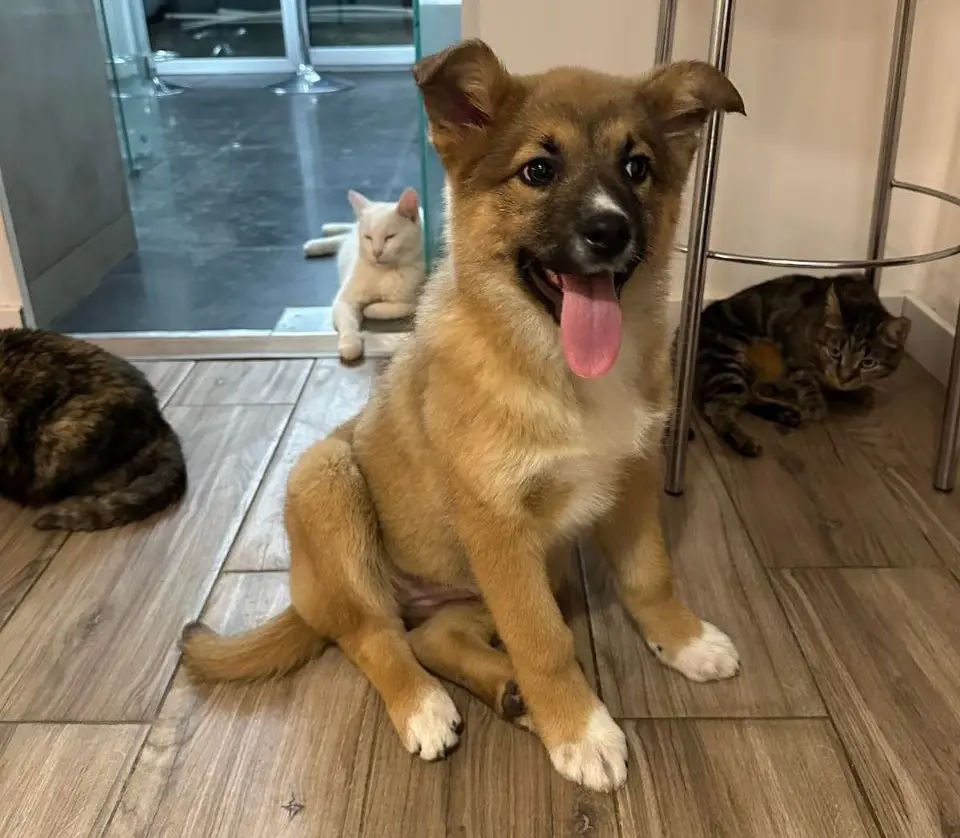 Щенок Луна.