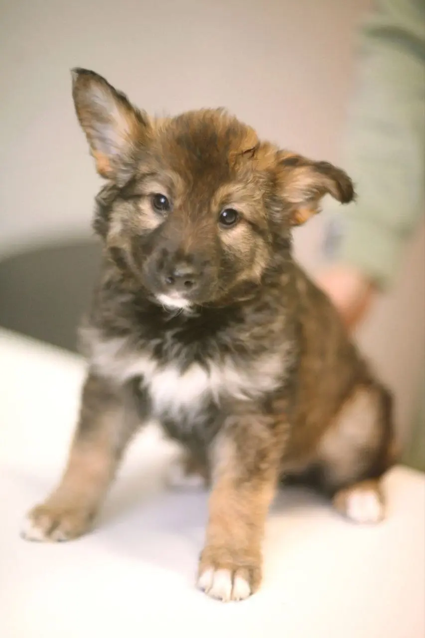 Собака Кроха.