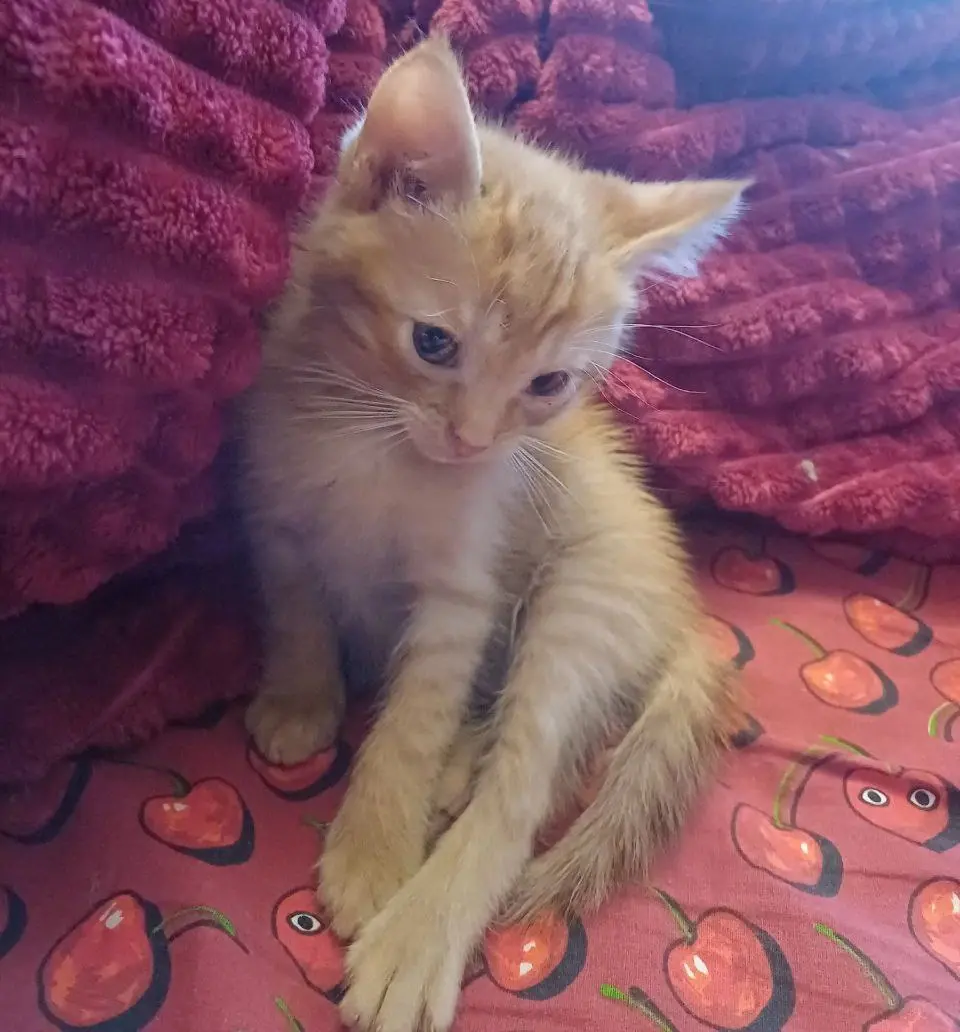 Котенок Рыжик.