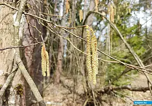 Ограничения на посещение лесов введены в большинстве районов Могилевщины