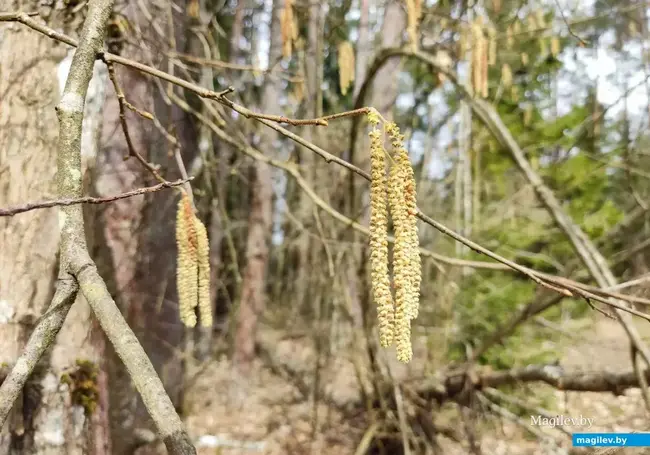 Ограничения на посещение лесов введены в большинстве районов Могилевщины