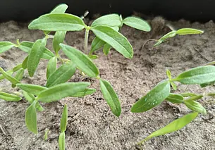 Почему рассада вытягивается и как предотвратить проблему?