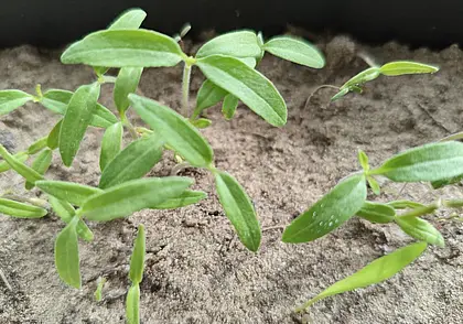 Почему рассада вытягивается и как предотвратить проблему?