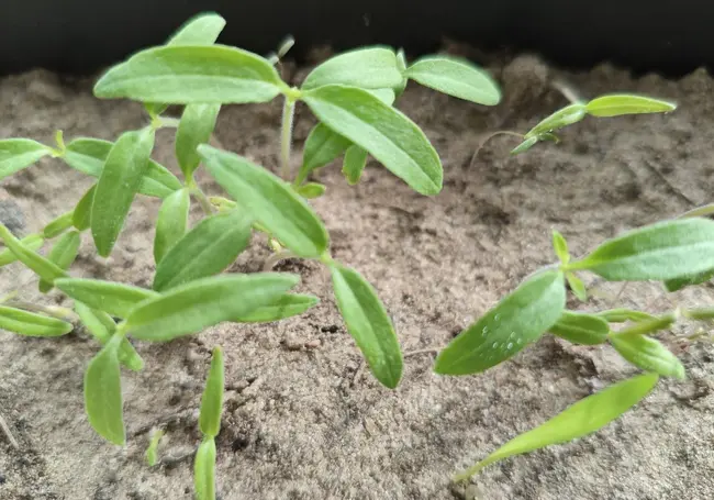 Почему рассада вытягивается и как предотвратить проблему?