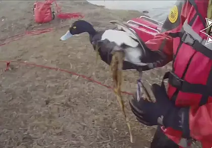 Как в Бобруйске утку спасали: за лапу птицы зацепилась блесна