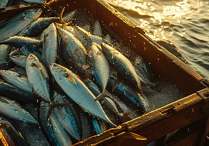 Будем с рыбой: Россия увеличила для Беларуси квоты на вылов сразу в четырех морях