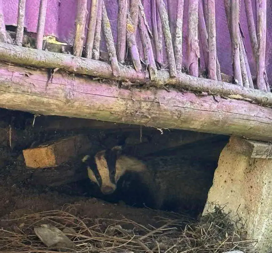 Март 2025 года. Деревня Заполье Белыничского района.